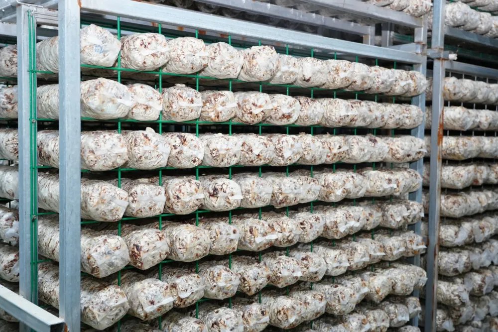 李正发 食用菌种植户
