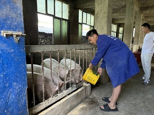 李铁根 养猪大户